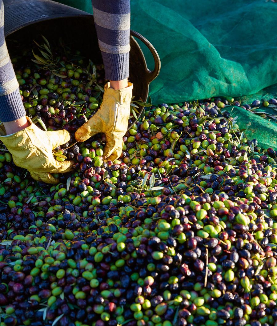 Olive harvest