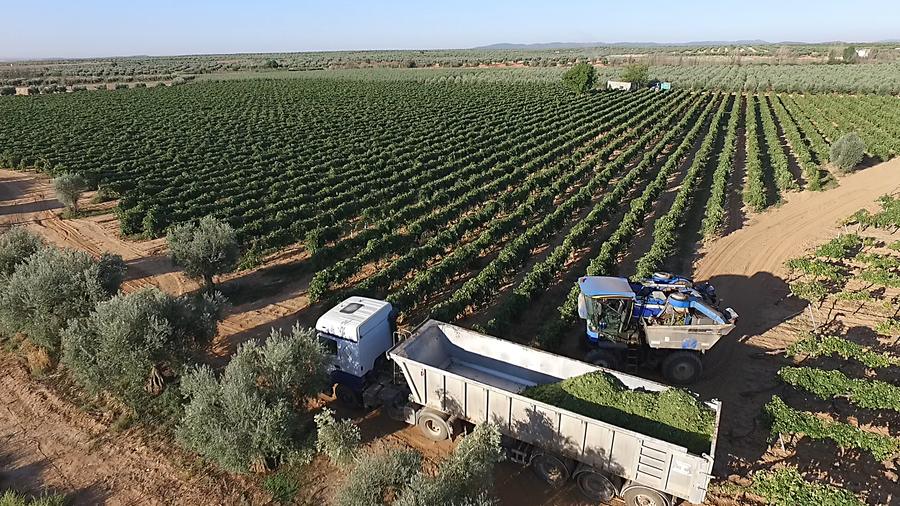Loading the harvest