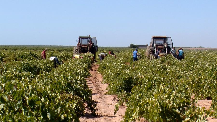 Hand harvest