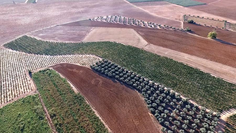 Aerial view of vineyards and olive groves in La Mancha