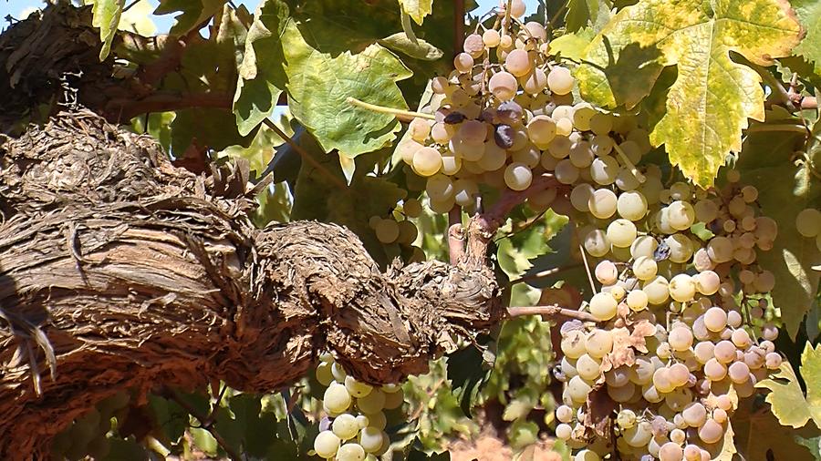 Old vine